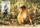 Guinée Bissau : CM Carte Maximum WWF Singe Primate Colobe Bai Procolobus Badius Roter Stummelaffe Red Colobus - Apen