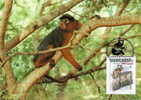 Guinée Bissau : CM Carte Maximum WWF Singe Primate Colobe Bai Procolobus Badius Roter Stummelaffe Red Colobus - Singes