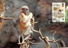 Brunei : CM Carte Maximum WWF Singe Primate Nasique Proboscis Monkey Nasenaff Nasalis Larvatus - Singes