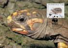 Venezuela : CM Carte Maximum WWF Reptile Tortue Geochelone Carbonaria Red Footed Tortoise Kohlerschildkrote - Tartarughe