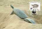 Venezuela : CM Carte Maximum WWF Reptile Tortue Pdocnemis Expansa Arrau River Turtle Arrauschildkrote - Tartarughe