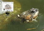 Venezuela : CM Carte Maximum WWF Reptile Tortue Pdocnemis Expansa Arrau River Turtle Arrauschildkrote - Schildpadden