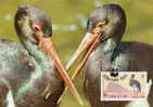Gibraltar : CM Carte Maximum WWF Oiseau Ciconia Niger Cigogne Noire Black Stork Schwarzstorck - Picotenazas & Aves Zancudas