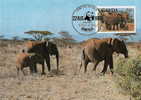 Ouganda : CM Carte Maximum WWF Loxodonta Africana Elephant Afrique Africain Afrikanische Elefanten - Elefanten