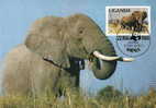 Ouganda : CM Carte Maximum WWF Loxodonta Africana Elephant Afrique Africain Afrikanische Elefanten - Elefanten