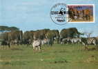 Ouganda : CM Carte Maximum WWF Loxodonta Africana Elephant Afrique Africain Afrikanische Elefanten - Elefanten