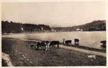 22    JUGON -les Bords De L' étang  Vue Générale  Le Passage Des Animaux   C P A - Jugon-les-Lacs