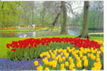 Keukenhof LISSE - Lisse