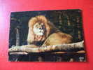 CPM -THEME ANIMAUX-LION-RESERVE AFRICAINE DU CHATEAU DE THOIRY EN YVELINES 78 -CARTE EN BON ETAT - Löwen