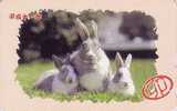 Rare Télécarte Japon - LAPIN - RABBIT Japan Phonecard - KANINCHEN - KONIJN - CONEJO - 210 - Konijnen