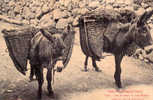 LES PYRÉNÉES : MOYENS DE LOCOMOTION DANS LA HAUTE MONTAGNE : ÂNES / MULETS - ANNÉE: ENV. 1913 (c-999) - Midi-Pyrénées