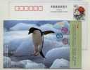 Antactic Penguin,China 1999 Beijing Bird Paradise Advertising Postal Stationery Card - Faune Antarctique