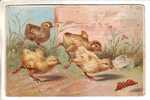 GOOD OLD LATVIA Postcard - Butterfly & Chicken - Papillons