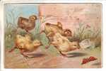 GOOD OLD LATVIA Postcard - Butterfly & Chicken - Mariposas