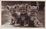 Z2239, Bucharest Zoo, Lion Puppies ,circulated Before 1946,small Trace Of Deflection And Dots On It's Back - Leeuwen