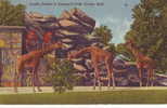 Z2242, Detroit Zoo USA, Giraffes ,circulated Before 1948, Excellent Shape - Giraffen