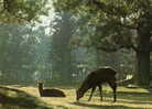 YOKOHAMA  (Nara Park )    Non Voyagé - Yokohama