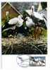 OISEAU / CIGOGNE /  ECHASSIER / CARTE MAXIMUM - Storks & Long-legged Wading Birds