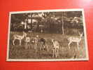 CPSM -(76-SEINE MARITIME)-PARC ZOOLOGIQUE DE CLERES-ANTILOPES CERVICAPRES-CARTE EN BON ETAT - Clères