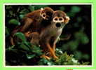 SINGES - SQUIRREL MONKEY (SAIMIRI SCIUREUS) - - Singes