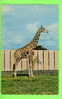 GIRAFE - BÉBÉ GIRAFE RETICULÉE D'AFRIQUE - PARC ZOOLOGIQUE DE GRANBY - PUB. BY J. BIENVENUE - - Giraffes