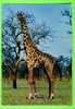 GIRAFE - GIRAFFE - CAMELOPARDALIS (Giraffa Camelopardalis) - - Giraffes