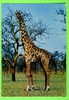 GIRAFE - GIRAFFE - CAMELOPARDALIS (Giraffa Camelopardalis) - - Giraffe