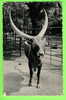 BOEUF WATOUSI - BOS TAURUS - WATOESI RUND - NELS - JARDIN ZOOLOGIQUE ANVERS - CIRCULÉE - - Stieren