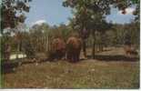 Itasca State Park - The Buffalo - Altri & Non Classificati