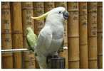 05Y-069  H@    Parrot Bird  ( Postal Stationery , Articles Postaux ) - Parrots