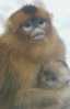 Monkey - Singe - Sichuan Snub-nosed Monkey (Rhinopithecus Roxellanae) - B01 - Singes