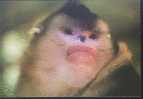 Monkey - Singe - Yunnan Snub-nosed Monkey (Rhinopithecus Bieti) - A01 - Singes