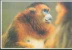 Monkey - Singe - Sichuan Snub-nosed Monkey (Rhinopithecus Roxellanae) - A04 - Singes