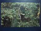 Monkey - Singe - A Female Eastern Hoolock Gibbon (Hoolock Leuconedys) At Mount Gaoligong National Natural Reserve, China - Affen