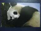 Giant Panda - A Giant Panda (Ailuiopodidae Melanoleuca), Conservation International & ILCP Postcard - A - Osos