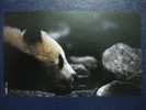 Giant Panda - A Giant Panda (Ailuiopodidae Melanoleuca), Conservation International & ILCP Postcard - B - Ours