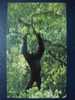 Monkey - Singe - A Male Eastern Hoolock Gibbon (Hoolock Leuconedys) At Mount Gaoligong National Natural Reserve, China - Apen