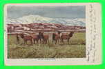 YELLOW STONE PARK, BC  - A BAND OF ELK - TRAVEL IN 1910 - UNDIVIDED BACK - W. S. BERRY - - Autres & Non Classés