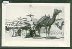 PAKISTAN - KARACHI - CAMEL TRANSPORT - TB - Pakistán