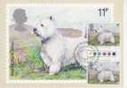 GRANDE BRETAGNE  CARTE MAXIMUM NUM.YVERT 882 CHIEN EXPOSITION CANINE - PHQ Karten