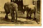 ELEPHANTS OLIFANTEN 2 - Olifanten