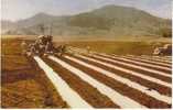 Hawaii Pineapple Agriculture Laying Mulch Paper, Farming, On C1950s Vintage Postcard - Autres & Non Classés