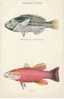 Hawaiian Fishes #143/I, Stethojulis Albovittata And Pikea, Hawaii & South Seas Curio Co. 1910s Vintage Postcard - Other & Unclassified