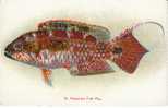 Hawaiian Fishes #18, Pou, Island  Curio Co. Private Mailing Card, 1910s Vintage Postcard - Otros & Sin Clasificación