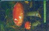 # SLOVAKIA 08_98 Huby Jedovate 50 Ods -champignon,mushroom-  Tres Bon Etat - Slowakije