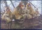 Monkey - Singe - Sichuan Snub-nosed Monkey, Beijing Olympic Games Organizing Committee & TNC Joint Issue - Affen