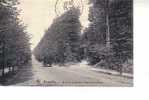 Nels Bruxelles :1920 Bois De La Cambre, Drève De Lorraine - Bosques, Parques, Jardines
