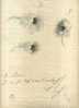 - ETUDE D'ANEMONES  . DESSIN  D´ECOLIER  SIGNE ET DATE 1905 - Drawings