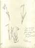 - ETUDE DE FLEURS  . DESSIN  D´ELEVE SIGNE ET DATE 1907 - Dibujos