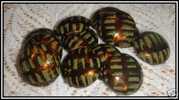 1 Cabochon Olive Sur Brun Environ 20mm - Perlas